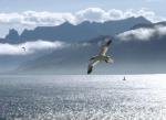Abenteuer Vogelzug – In polaren Meeren – SRF Abenteuer Vogelzug – In polaren Meeren – SRF