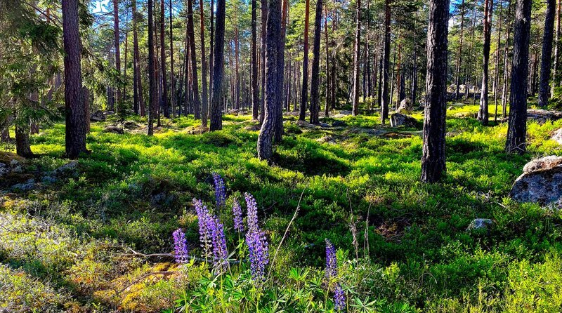 50 Gründe 06 50 Gründe Südschweden zu lieben fernsehserien de