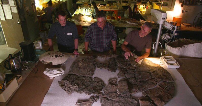 Giganten Der Urzeit Riesenschlange Und Mega Nashorn Fernsehserien De