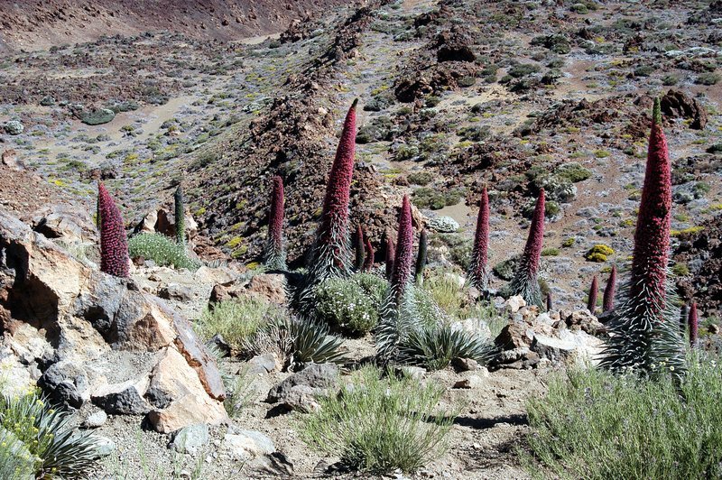 Universum „Die Drachen der Kanaren“. Die Galapagosinseln vor der Küste Ecuadors gelten seit den legendären Forschungsreisen Charles Darwins weltweit als „Labor der Evolution“, in dem sich durch Jahrmillionen lange Isolation endemische Arten und Unterarten entwickelt haben. Im Bild: Blüten des „Teide-Natternkop“ in der großen Caldera „Las Canadas“ zu Füßen des 3718m hohen Vulkankegels des „Teide“ auf Teneriffa. SENDUNG: ORF2, DI, 09.12.2003, 20:15 UHR. – Veroeffentlichung fuer Pressezwecke honorarfrei ausschliesslich im Zusammenhang mit oben genannter Sendung des ORF bei Urhebernennung. Foto:ORF/​Power of Earth. Andere Verwendung honorarpflichtig und nur nach schriftlicher Genehmigung der Abteilung ORF/​GOEK-Photographie. Copyright:ORF-PHOTOGRAPHIE, Wuerzburggasse 30, A-1136 Wien, Tel. +43-(0)1⁠–⁠87878⁠–⁠14383. – Bild: ORF