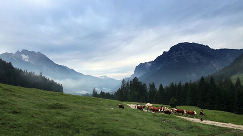 Anfang Juni bringt die Familie Kuchelbauer ihre Kühe vom Kederbacherlehen auf die Niederalm. – Bild: BR