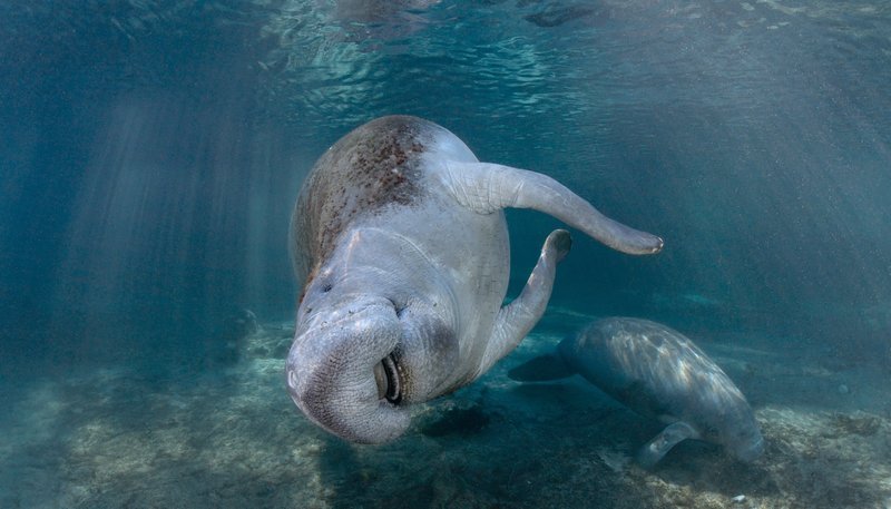Seekühe sind aktive, verspielte und intelligente Tiere. – Bild: WDR/Natalia Pryanishnikova Seekühe sind aktive, verspielte und intelligente Tiere. – Bild: WDR/Natalia Pryanishnikova