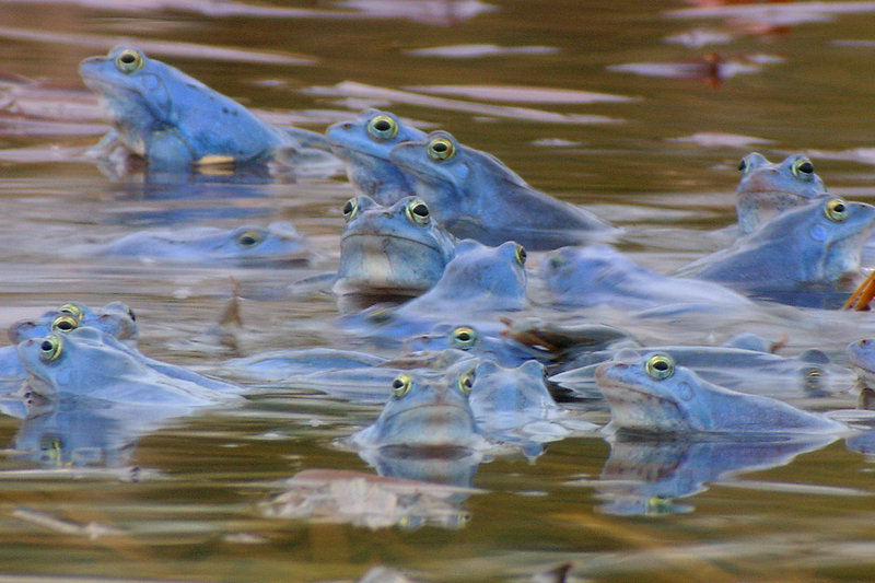 Böhmen - Land der hundert Teiche – Bild: ZDF und ORF/​Sciencevision/​Jiri Petr