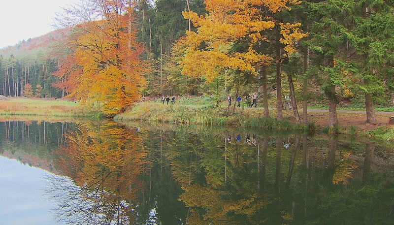Einer der mehr als 1000 Wooge im Pfälzerwald, nahe dem Biosphärenhaus in Fischbach – Bild: SWR Einer der mehr als 1000 Wooge im Pfälzerwald, nahe dem Biosphärenhaus in Fischbach – Bild: SWR