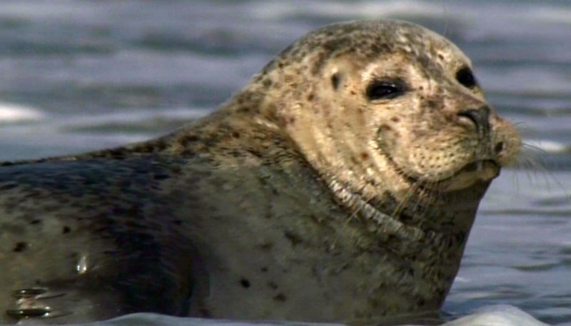 Das Wattenmeer ist ein wichtiger Lebensraum für viele Tierarten. – Bild: SWR/​SWR