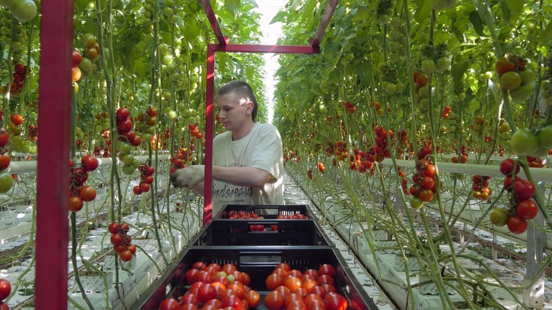 Die Tomate ist das beliebteste Gemüse der Deutschen. – Bild: n-tv/​ Weltenangler