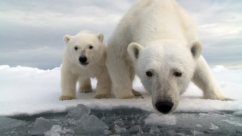 Eisbären sind neugierig und beäugen die ferngesteuerte Eisschollen-Kamera. – Bild: TVNOW/​ © Doclights GmbH