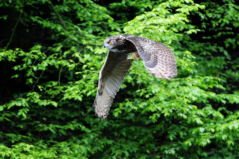 Die Wupper - Amazonas im Bergischen Land – Bild: TVNOW /​ Tesche Production