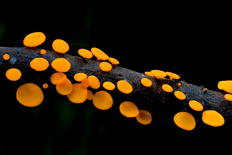 Im Königreich der Pilze Jelly Fungi Copyright: SRF/Steve Axford – Bild: SRF/Steve Axford Im Königreich der Pilze Jelly Fungi Copyright: SRF/Steve Axford – Bild: SRF/Steve Axford