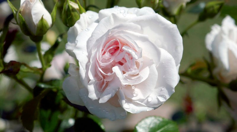 Graciosa Rose im Garten von Gudrun Rix. – Bild: NDR/Joker Pictures GmbH Graciosa Rose im Garten von Gudrun Rix. – Bild: NDR/Joker Pictures GmbH