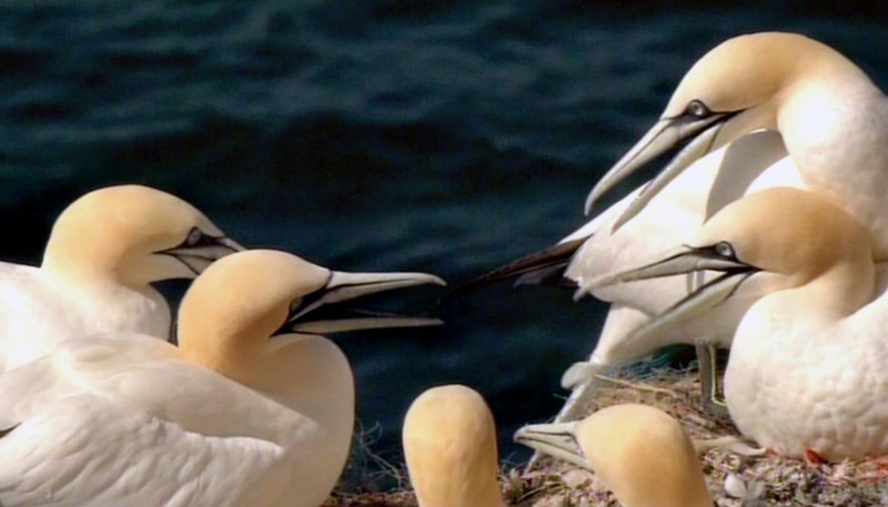 Basstölpel drängen sich auf schmalen Felsvorsprüngen an der Steilküste Helgolands. – Bild: SWR/​SWR