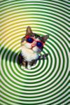 Dieser verflixte Kater – Bild: ORF Dieser verflixte Kater – Bild: ORF