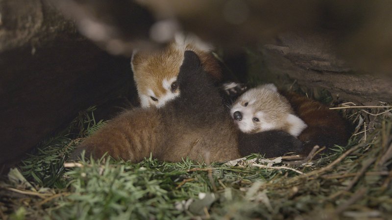 Roter Panda, Mutter mit 6 Wochen altem Jungtier in der Wurfhöhle, Naturschutz-Tierpark Görlitz. – Bild: BR/​NDR/​Axel Gebauer