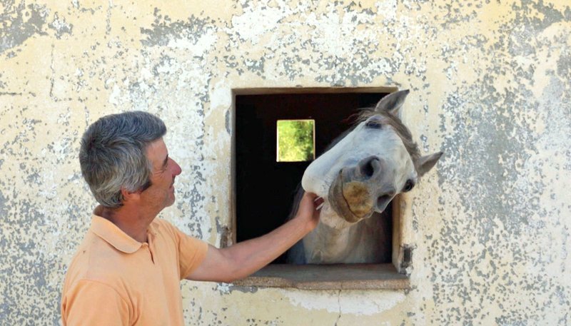Der Pferdeflüsterer Pedro Alarcão lebt gemeinsam mit seiner Frau sowie zwölf Pferden im Norden Portugals. – Bild: NDR/​Medienkontor/​Lars Pfeiffer
