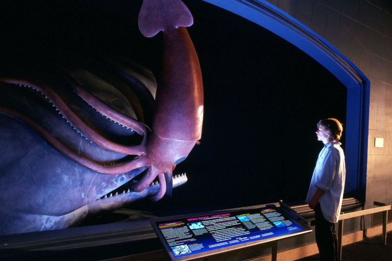 Der Tintenfisch und der Wal – Bild: epp