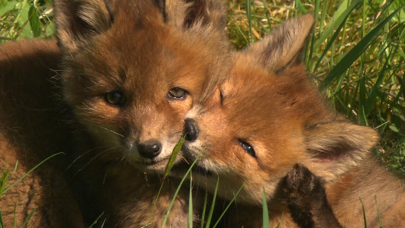 Fuchswelpen beim Spielen. Oft fallen sie Autos und Jäger zum Opfer. – Bild: Geo Television / © Thoralf Fuchswelpen beim Spielen. Oft fallen sie Autos und Jäger zum Opfer. – Bild: Geo Television / © Thoralf