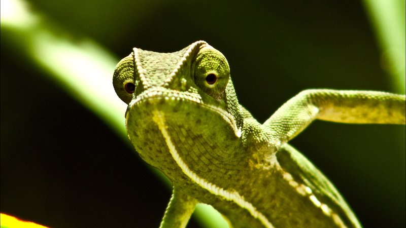 Unfassbare Wildnis - Tierische Momente – Bild: TVNOW /​ Smithsonian Networksabe und B