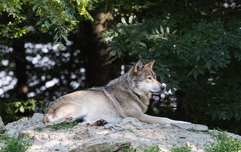 Wolf. – Bild: SWR/​Martin Klein