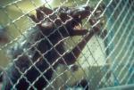 Rats - Mörderische Brut – Bild: RTL II Rats - Mörderische Brut – Bild: RTL II