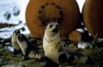 Der Kongress der Pinguine – Bild: 3sat Der Kongress der Pinguine – Bild: 3sat