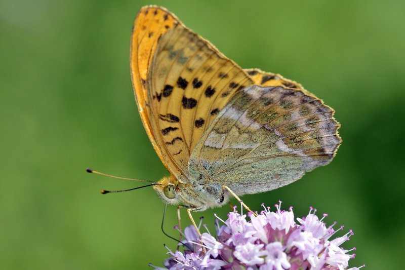 Die üppige Blumenpracht im Frühling beschert auch dem Kaisermantel einen reichhaltig gedeckten Tisch. – Bild: WDR/​Steffen Sailer