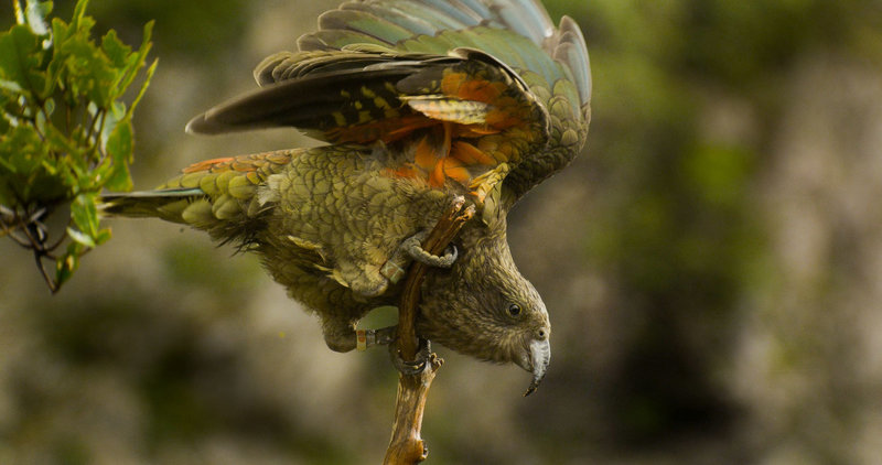 Heimliche Helden - Keas in Neuseeland – Bild: Planet