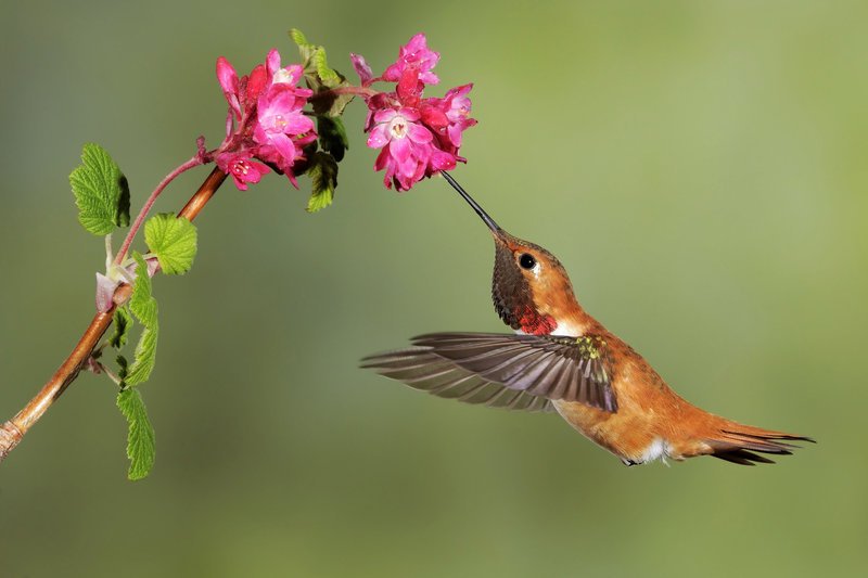 DOK Sonntag: Die winzigen Wunder der Natur
Winziger Kolibri
SRF/​BBC/​Shutterstock /​ Tim Zurowski – Bild: SRF1