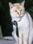 Supercat - Die reichste Katze der Welt – Bild: SRF Supercat - Die reichste Katze der Welt – Bild: SRF