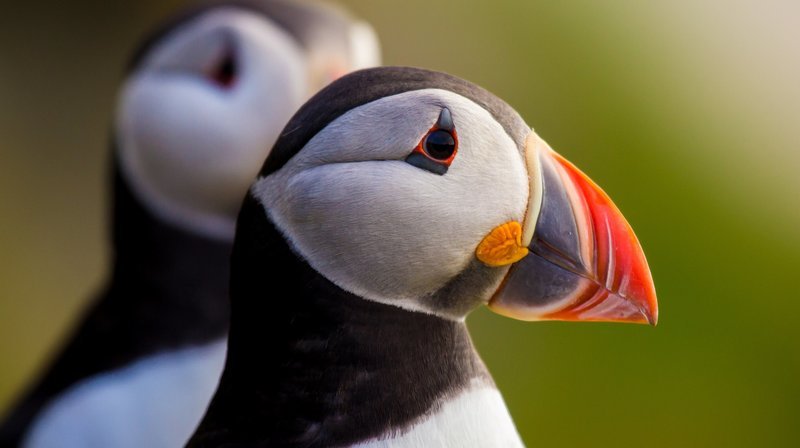 Papageitaucher-Päarchen auf der Vogelinsel Runde. Mit über 100.000 Brutpaaren bilden die Papageitaucher die größte Vogelkolonie auf der Insel Runde. – Bild: NDR/​Doclights GmbH/​NDR Naturfilm/​Sebastian Bluhm bzw. Andreas Pump