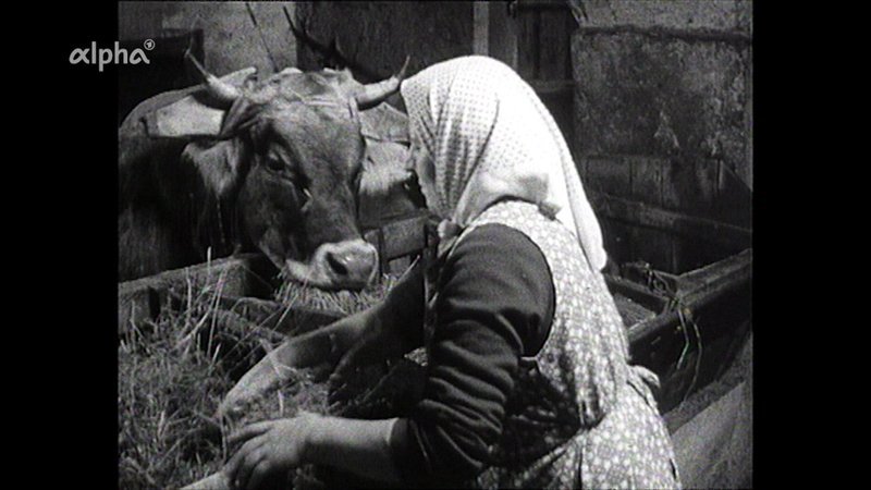 Eine Bäuerin füttert ein Kalb im Stall mit Heu – 1963 in Tirol. – Bild: BR Eine Bäuerin füttert ein Kalb im Stall mit Heu – 1963 in Tirol. – Bild: BR