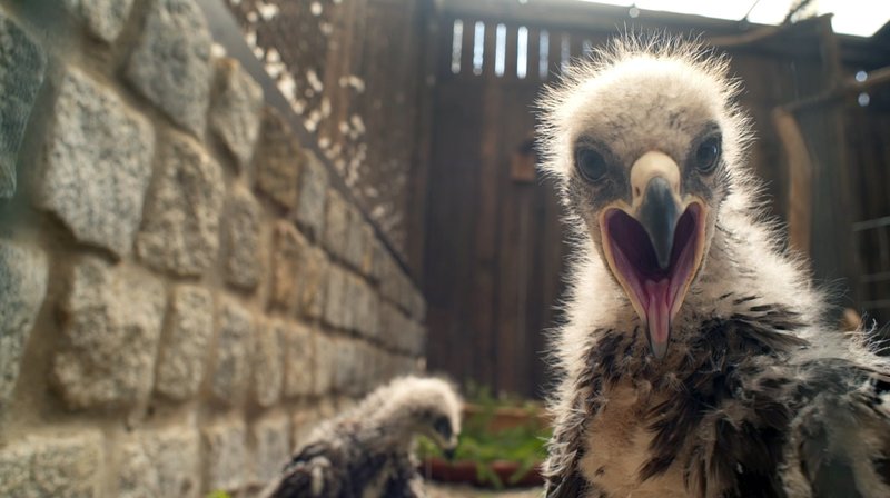 Mission Schreiadler – Bild: rbb/​Guido Kilbert