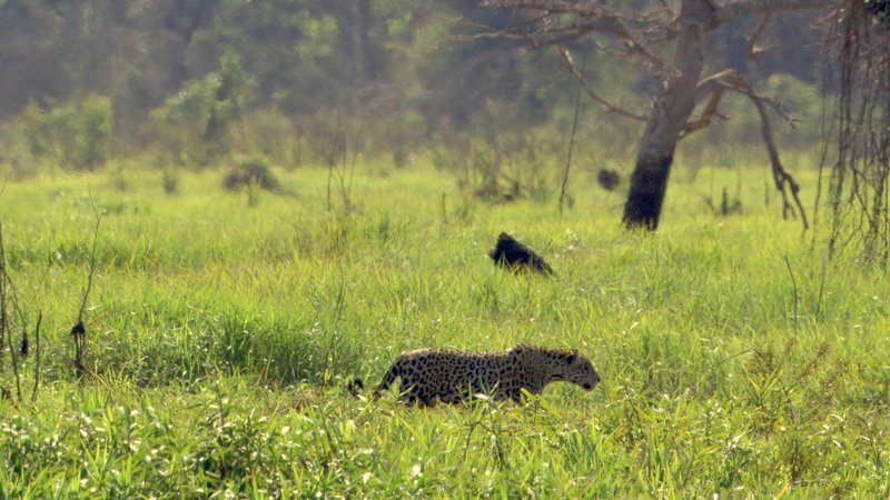 Jaguare durchstreifen Reviere von bis zu 40.000 Hektar Größe. Gelingt es, den Lebensraum der geschmeidigen Raubkatzen zu schützen, profitieren auch zahlreiche andere Tierarten davon. – Bild: SWR