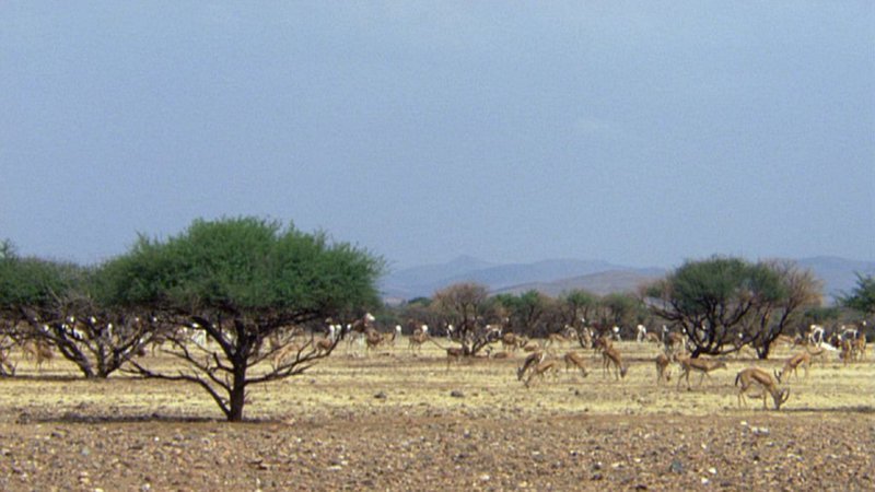 Eine Mhorrgazellenherde in Afrika. Bis vor 16 Jahren war diese größte Gazellenart auf dem Kontinent ausgestorben. – Bild: BR Eine Mhorrgazellenherde in Afrika. Bis vor 16 Jahren war diese größte Gazellenart auf dem Kontinent ausgestorben. – Bild: BR