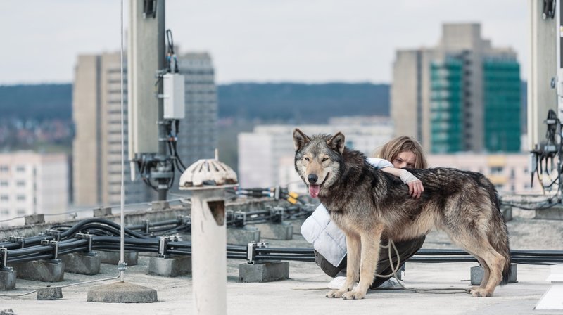 Kann ein Mensch um Anias (Lilith Stangenberg) Zuneigung zum Wolf konkurrieren? – Bild: ZDF und WDR/​Christian Hüller.