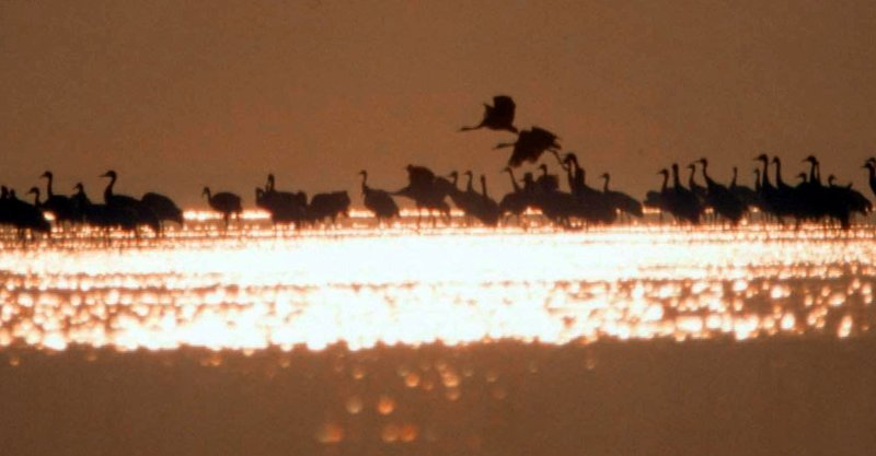 Zu zehntausenden versammeln sich die Kraniche jeden Abend im Bodden vor dem Darß, um gut geschützt in dem seichten Wasser die Nacht zu verbringen. – Bild: BR/NDR/Christoph Hauschild Zu zehntausenden versammeln sich die Kraniche jeden Abend im Bodden vor dem Darß, um gut geschützt in dem seichten Wasser die Nacht zu verbringen. – Bild: BR/NDR/Christoph Hauschild