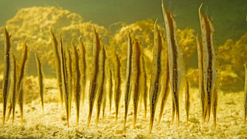 Monsterfische - In den Tiefen des Ozeans – Bild: WELT