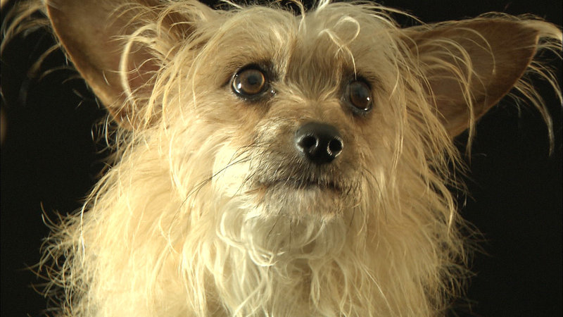 Jagdkumpane – Bild: ORF