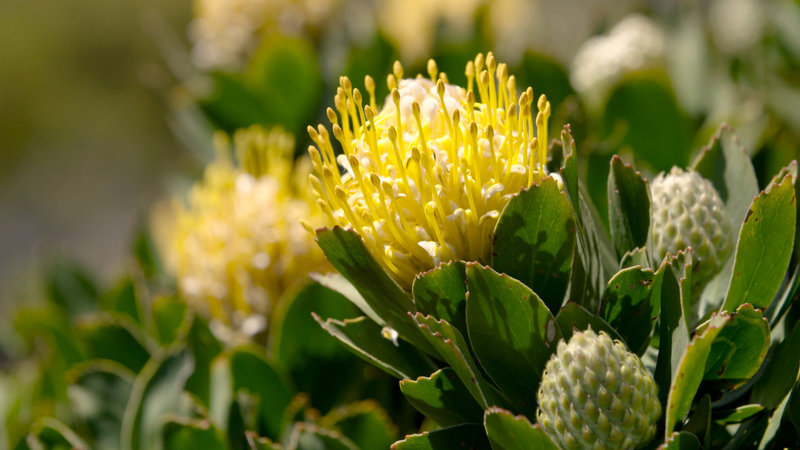 Traumgärten am Kap – Bild: 3sat