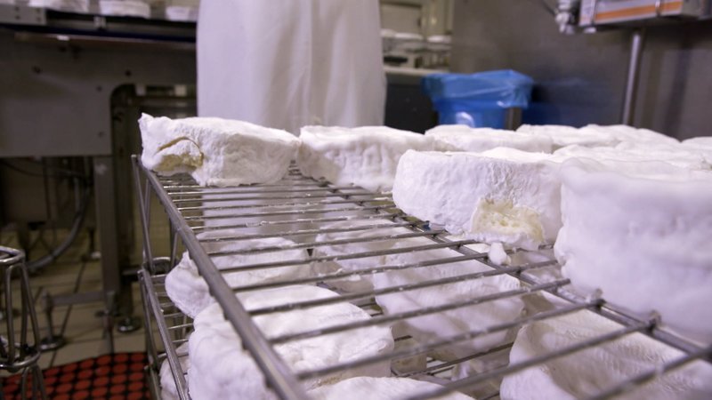 Nicht jeder Camembert erfüllt in der Form höchsten Qualitätsansprüchen. Als 2. Wahl verlässt er trotzdem die Käserei. – Bild: ZDF und Guillaume Bourg.