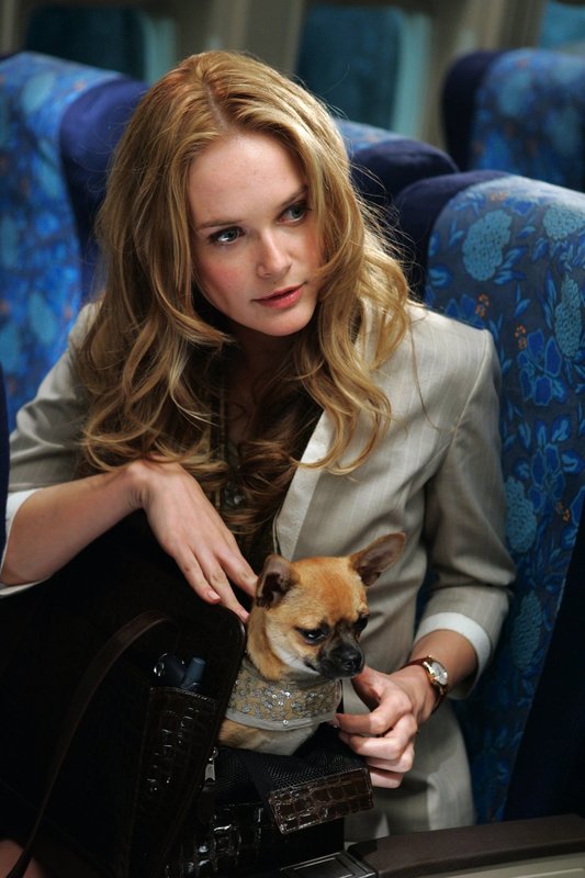 Snakes on a Plane – Bild: Warner Brothers Lizenzbild frei