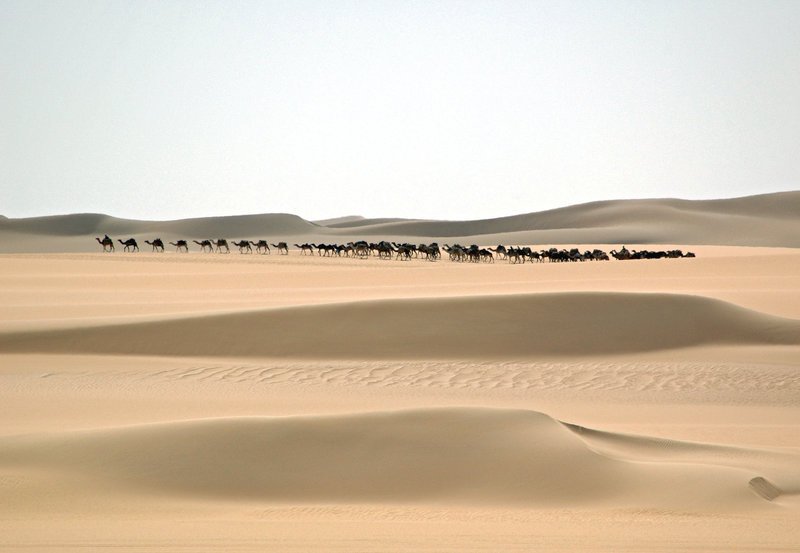 Salzkarawane auf dem Weg durch die Ténéré, die größte Trockenwüste der Erde. – Bild: SWR/​SWR/​Filmquadrat/​Ralph Wilhelm