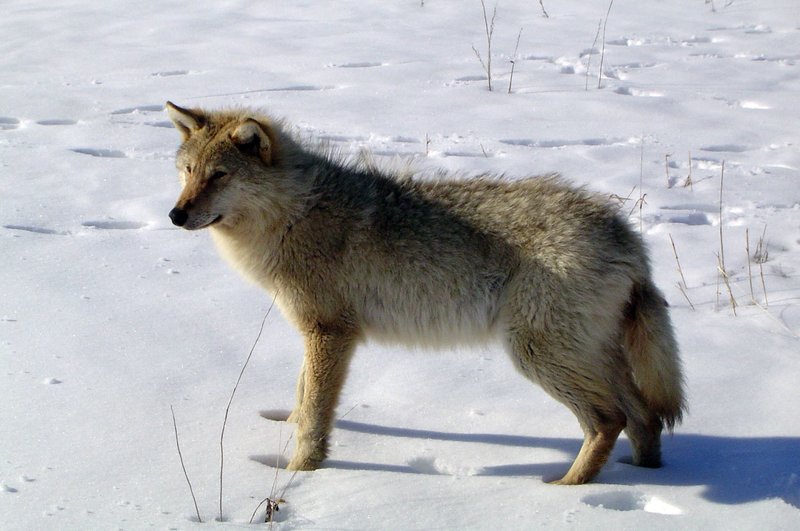 Die Rückkehr der weißen Wölfin – Bild: BR/​Angela Schmid