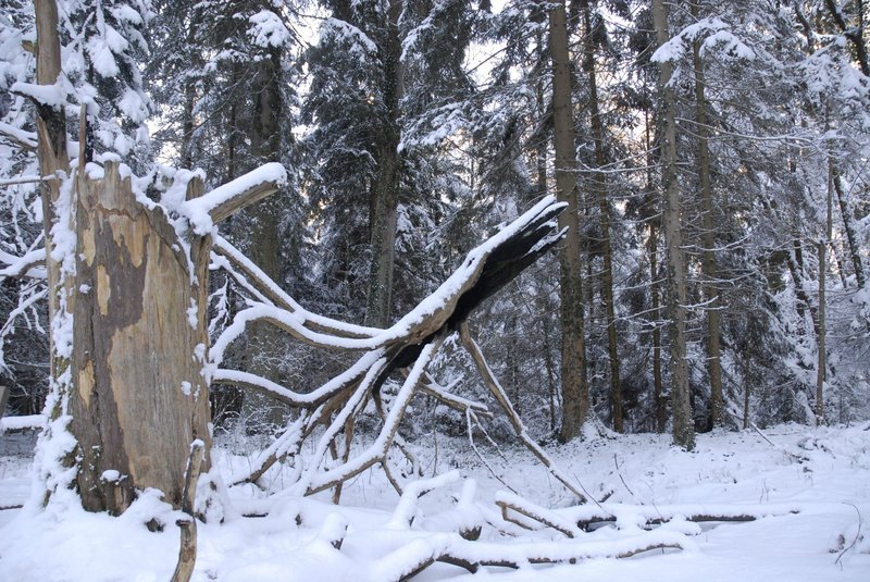 Die „Feuereibe“ im Winter. Seit Jahren bewacht die ausgebrannte Krone der ehemals ältesten Eibe im Wald wie ein Fabelwesen diese Lichtung. Für die einen ist sie „das Krokodil“, andere sehen in der bizarren Skulptur eine Riesenkrake. – Bild: BR/Kai Schubert Die „Feuereibe“ im Winter. Seit Jahren bewacht die ausgebrannte Krone der ehemals ältesten Eibe im Wald wie ein Fabelwesen diese Lichtung. Für die einen ist sie „das Krokodil“, andere sehen in der bizarren Skulptur eine Riesenkrake. – Bild: BR/Kai Schubert