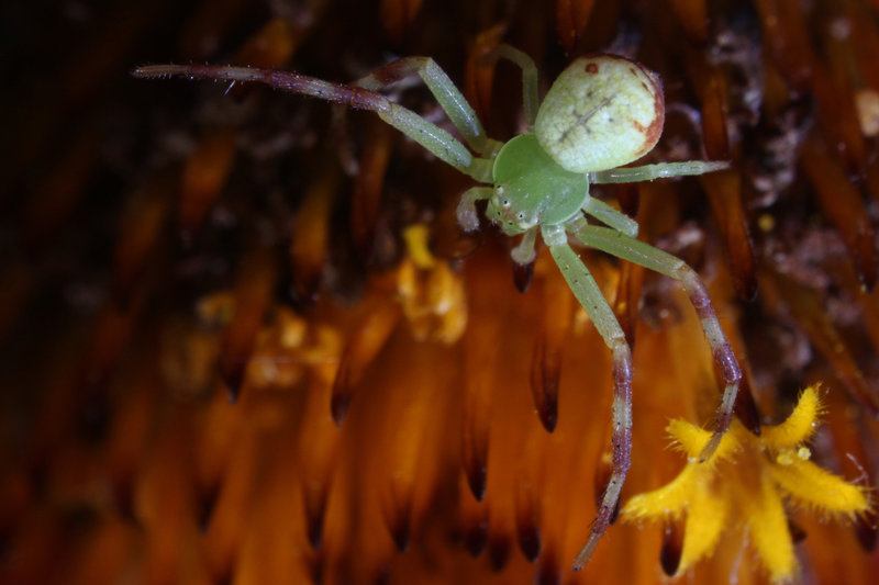 Super Spider – Bild: ARTE F /​ © ZED/​Productions Nova Média 2012