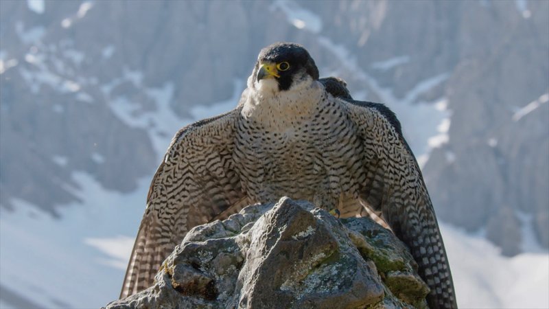 Naturparadies Seefeld – Bild: ORF