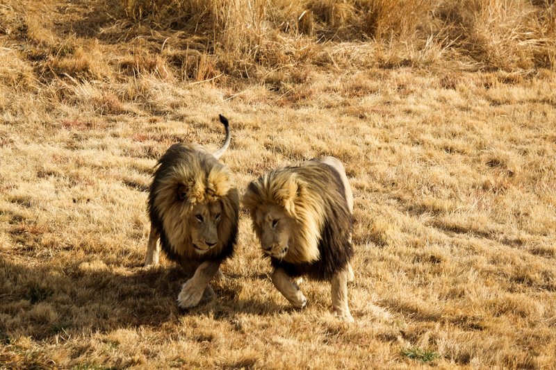 Lionsrock - Die Heimkehr des Königs – Bild: ORF