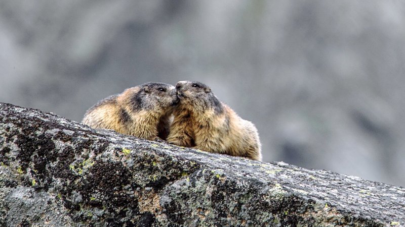 Murmeltiere. – Bild: ORF