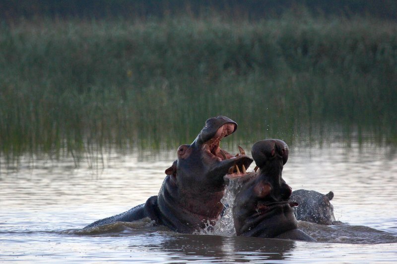 Hippos messen ihre Kräfte. – Bild: 3sat