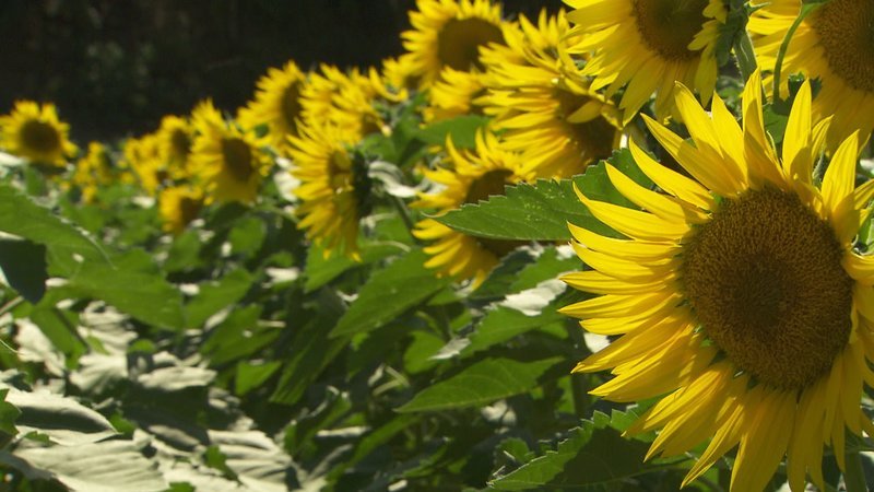 Van Goghs Sonnenblumen. – Bild: 3sat Van Goghs Sonnenblumen. – Bild: 3sat