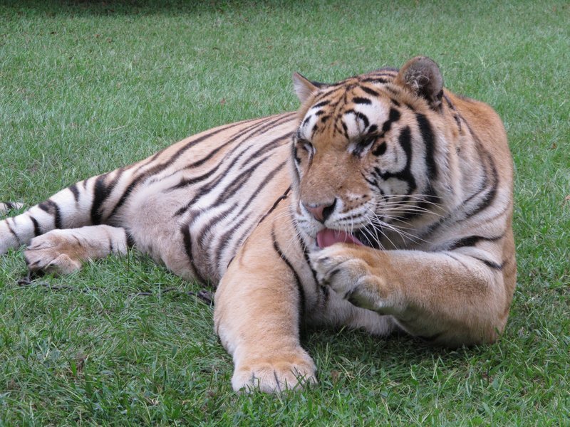 Ein Tiger putzt sich ausgiebig nach seiner Mahlzeit. – Bild: n-tv/​ NGT
